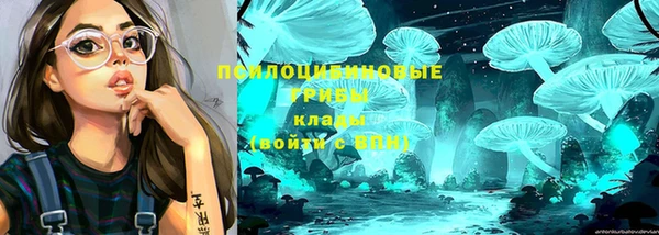 сатива Горняк
